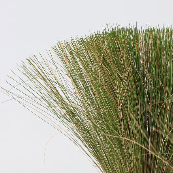 PLANT IN A BOX - Herbe aux plumes - Set de 9 - Stipa tenuifolia 'Pony Tails' - H20-30cm - ⌀9cm - large