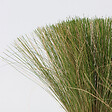 PLANT IN A BOX - Herbe aux plumes - Set de 9 - Stipa tenuifolia 'Pony Tails' - H20-30cm - ⌀9cm - vignette