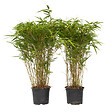PLANT IN A BOX - Bambou non-traçant - Set de 2 - Fargesia nitida 'Gansu' - H50-70cm - ⌀17cm - vignette