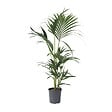 PLANT IN A BOX - Palmier Kentia - Howea forsteriana - Hauteur 90-100cm - ⌀18cm - vignette