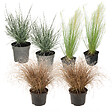 PLANT IN A BOX - Mélange de graminées - Set de 6 - Stipa, Festuca, Carex - H15-25cm - ⌀10,5cm - vignette