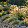 PLANT IN A BOX - Mélange de graminées - Set de 6 - Stipa, Festuca, Carex - H15-25cm - ⌀10,5cm - vignette