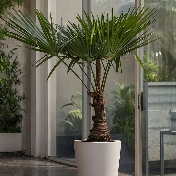PLANT IN A BOX - Palmier de Chine - Set de 2 - Trachycarpus Fortunei - Hauteur 65-75cm - ⌀21cm - large