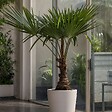PLANT IN A BOX - Palmier de Chine - Set de 2 - Trachycarpus Fortunei - Hauteur 65-75cm - ⌀21cm - vignette