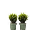 PLANT IN A BOX - Houx crenelé - Ilex crenata 'Jenny' - Hauteur 30-40cm - ⌀17cm - vignette