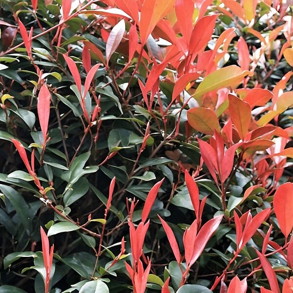 PLANT IN A BOX - Feuille de noyer - Set de 6 - Photinia fraseri 'Red Robin' - H30-40cm - ⌀17cm - large