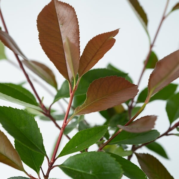 PLANT IN A BOX - Feuille de noyer - Set de 6 - Photinia fraseri 'Red Robin' - H30-40cm - ⌀17cm - large