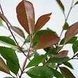 PLANT IN A BOX - Feuille de noyer - Set de 6 - Photinia fraseri 'Red Robin' - H30-40cm - ⌀17cm - vignette