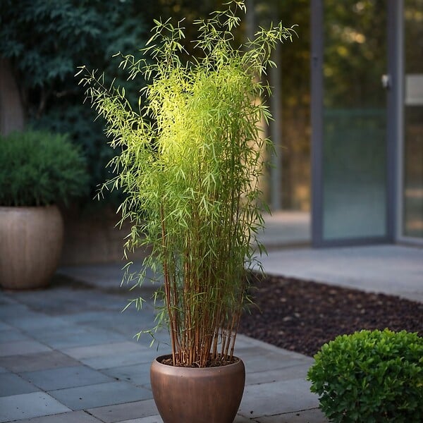 PLANT IN A BOX - Bambou non-traçant - Set de 6 - Fargesia nitida 'Red Dragon' - H50-70cm - ⌀17cm - large