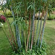 PLANT IN A BOX - Bambou non-traçant - Set de 3 - Fargesia 'Blue Dragon' - Hauteur 30-40cm - ⌀13cm - vignette
