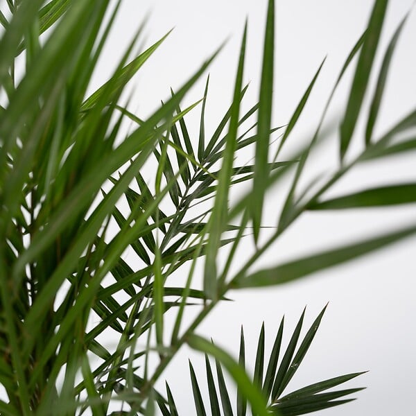 PLANT IN A BOX - Palmier Dattier des Canaries - Set de 2 - Phoenix - Hauteur 50-60cm - ⌀15cm - large