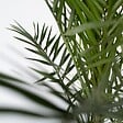PLANT IN A BOX - Palmier Dattier des Canaries - Set de 2 - Phoenix - Hauteur 50-60cm - ⌀15cm - vignette