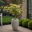 PLANT IN A BOX - Érable du Japon - Set de 2 - Acer 'Ukigumo', Acer 'Taylor' - H35-55cm - ⌀15cm - vignette