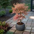 PLANT IN A BOX - Érable du Japon - Set de 2 - Acer 'Ukigumo', Acer 'Taylor' - H35-55cm - ⌀15cm - vignette