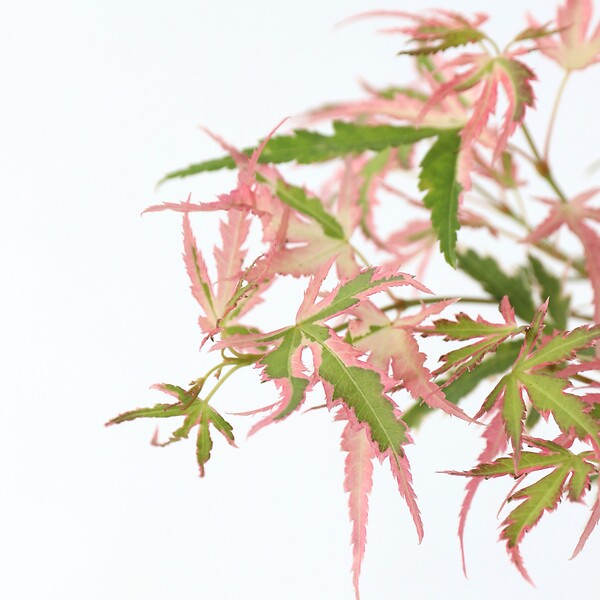 PLANT IN A BOX - Érable du Japon - Set de 2 - Acer 'Ukigumo', Acer 'Taylor' - H35-55cm - ⌀15cm - large
