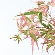 PLANT IN A BOX - Érable du Japon - Set de 2 - Acer 'Ukigumo', Acer 'Taylor' - H35-55cm - ⌀15cm - vignette