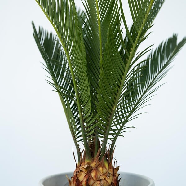 PLANT IN A BOX - Sagou du Japon - Cycas revoluta - Hauteur 45-60cm - ⌀15cm - large