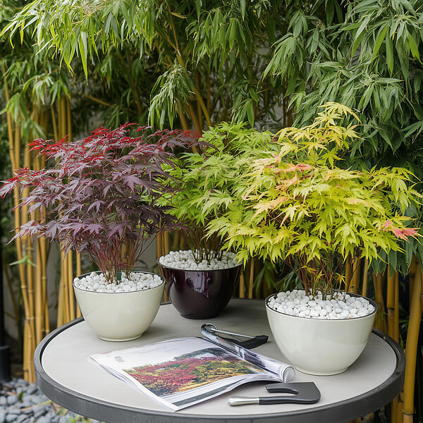 PLANT IN A BOX - érable du Japon - Set de 8 - Acer palmatum - Hauteur 25-40cm - âŒ€10,5cm - large
