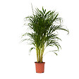 PLANT IN A BOX - Palmier areca - Dypsis lutescens - Hauteur 100-120cm - ⌀21cm - vignette