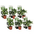 PLANT IN A BOX - Hortensia - Set de 6 - Hydrangea macrophylla 'Wudu' - Hauteur 25-40cm - ⌀9cm - vignette