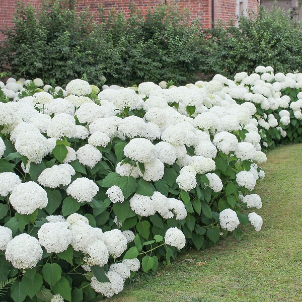 PLANT IN A BOX - Hortensia - Set de 6 - Hydrangea macrophylla 'Wudu' - Hauteur 25-40cm - ⌀9cm - large