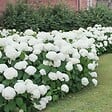 PLANT IN A BOX - Hortensia - Set de 6 - Hydrangea macrophylla 'Wudu' - Hauteur 25-40cm - ⌀9cm - vignette
