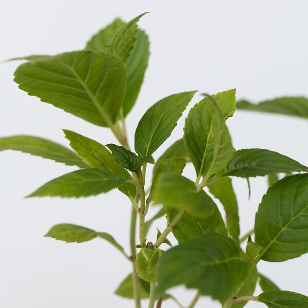 PLANT IN A BOX - Hortensia - Set de 6 - Hydrangea macrophylla 'Wudu' - Hauteur 25-40cm - ⌀9cm - large