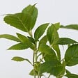 PLANT IN A BOX - Hortensia - Set de 6 - Hydrangea macrophylla 'Wudu' - Hauteur 25-40cm - ⌀9cm - vignette