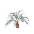 PLANT IN A BOX - Palmier Dattier nain - Phoenix roebelenii - Hauteur 80-90cm - ⌀21cm - vignette