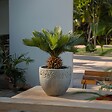 PLANT IN A BOX - Sagou du Japon - Set de 4 - Cycas revoluta - Hauteur 45-60cm - ⌀15cm - vignette