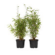 PLANT IN A BOX - Bambou non-traçant - Set de 2 - Fargesia nitida 'Red Dragon' - H50-70cm - ⌀17cm - vignette