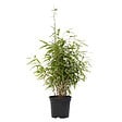 PLANT IN A BOX - Bambou non-traçant - Fargesia nitida 'Red Dragon' - Hauteur 50-70cm - ⌀17cm - vignette
