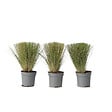 PLANT IN A BOX - Herbe aux plumes - Set de 3 - Stipa tenuifolia 'Pony Tails' - H20-30cm - ⌀9cm - vignette