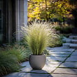 PLANT IN A BOX - Herbe aux plumes - Set de 3 - Stipa tenuifolia 'Pony Tails' - H20-30cm - ⌀9cm - vignette