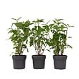 PLANT IN A BOX - Hortensia - Set de 3 - Hydrangea 'Strong Annabelle' - Hauteur 30-40cm - ⌀19cm - vignette