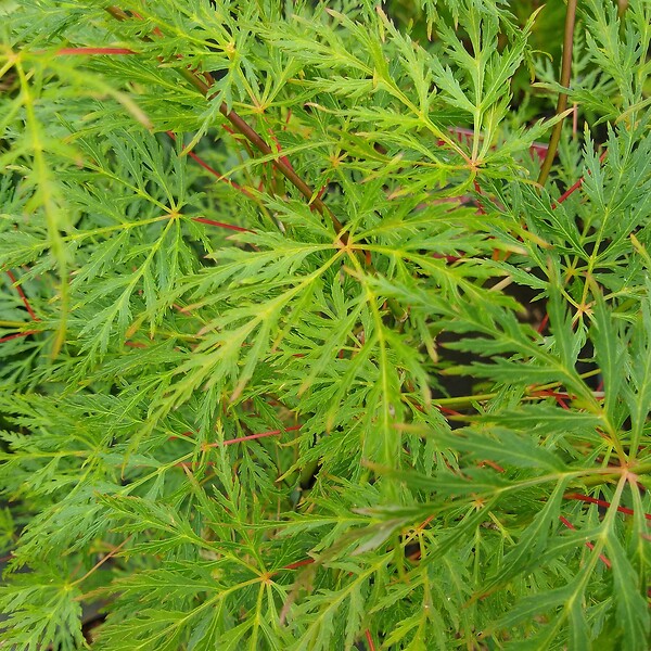 PLANT IN A BOX - érable du Japon - Acer palmatum 'Emerald Lace' - Hauteur 60-70cm - âŒ€19cm - large