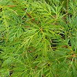 PLANT IN A BOX - érable du Japon - Acer palmatum 'Emerald Lace' - Hauteur 60-70cm - âŒ€19cm - vignette