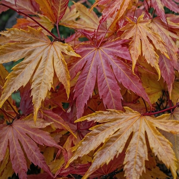 PLANT IN A BOX - Érable du Japon - Acer palmatum 'Orange Dream' - Hauteur 60-70cm - ⌀19cm - large
