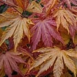 PLANT IN A BOX - Érable du Japon - Acer palmatum 'Orange Dream' - Hauteur 60-70cm - ⌀19cm - vignette