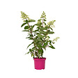 PLANT IN A BOX - Hortensia - Hydrangea paniculata 'Pinky Winky' - Hauteur 25-40cm - ⌀19cm - vignette