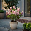 PLANT IN A BOX - Hortensia - Hydrangea paniculata 'Pinky Winky' - Hauteur 25-40cm - ⌀19cm - vignette