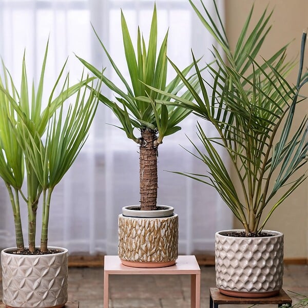 PLANT IN A BOX - Mélange de Palmiers d'intérieur - Set de 6 - Indoor Palmmix - H50-70cm - ⌀14cm - large