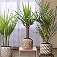 PLANT IN A BOX - Mélange de Palmiers d'intérieur - Set de 6 - Indoor Palmmix - H50-70cm - ⌀14cm - vignette