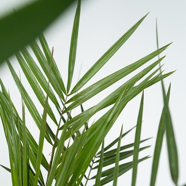 PLANT IN A BOX - Mélange de Palmiers d'intérieur - Set de 6 - Indoor Palmmix - H50-70cm - ⌀14cm - large