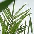 PLANT IN A BOX - Mélange de Palmiers d'intérieur - Set de 6 - Indoor Palmmix - H50-70cm - ⌀14cm - vignette