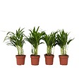 PLANT IN A BOX - Palmier areca - Set de 4 - Dypsis lutescens - Hauteur 30-45cm - ⌀12cm - vignette
