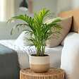 PLANT IN A BOX - Palmier areca - Set de 4 - Dypsis lutescens - Hauteur 30-45cm - ⌀12cm - vignette