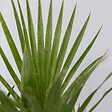 PLANT IN A BOX - Mélange de palmiers d'extérieur - Set de 6 - Hauteur 50-70cm - ⌀15cm - vignette