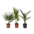 PLANT IN A BOX - Mélange de palmiers d'extérieur - Set de 3 - Hauteur 50-70cm - ⌀15cm - vignette