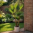 PLANT IN A BOX - Mélange de palmiers d'extérieur - Set de 3 - Hauteur 50-70cm - ⌀15cm - vignette